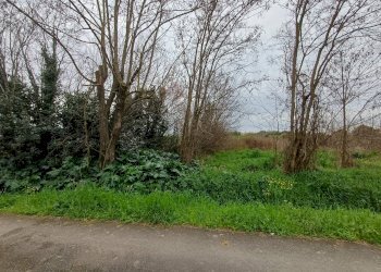 Foto 3 - Terreno agricolo via giuseppe verdi
-, Vecchiano - foto 3