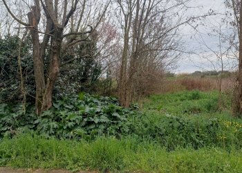 Foto 4 - Terreno agricolo via giuseppe verdi
-, Vecchiano - foto 4