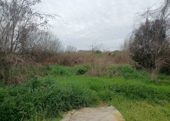 Foto 5 - Terreno agricolo via giuseppe verdi
-, Vecchiano - foto 5