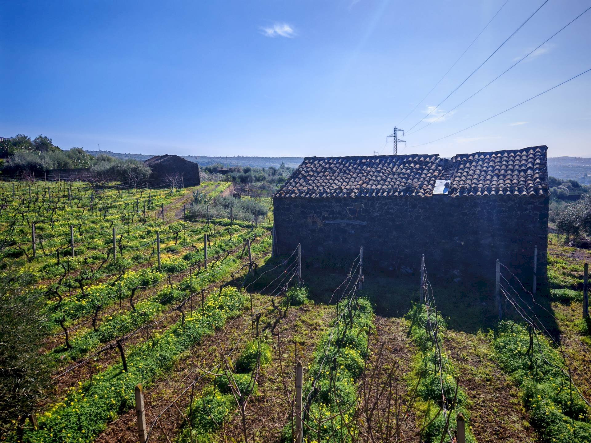Foto 2 - Terreno agricolo Santa Maria di Licodia - foto 2