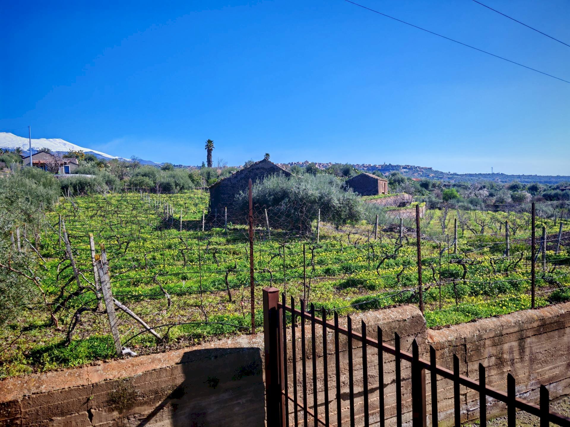 Foto 3 - Terreno agricolo Santa Maria di Licodia - foto 3