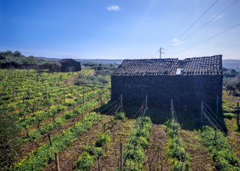Foto 2 - Terreno agricolo Santa Maria di Licodia - foto 2