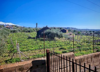 Foto 3 - Terreno agricolo Santa Maria di Licodia - foto 3