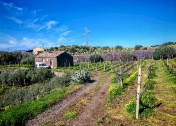 Foto 4 - Terreno agricolo Santa Maria di Licodia - foto 4