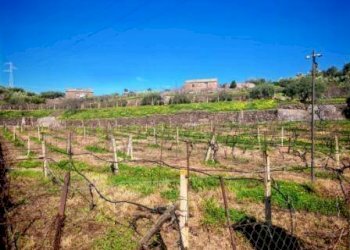 Foto 8 - Terreno agricolo Santa Maria di Licodia - foto 8