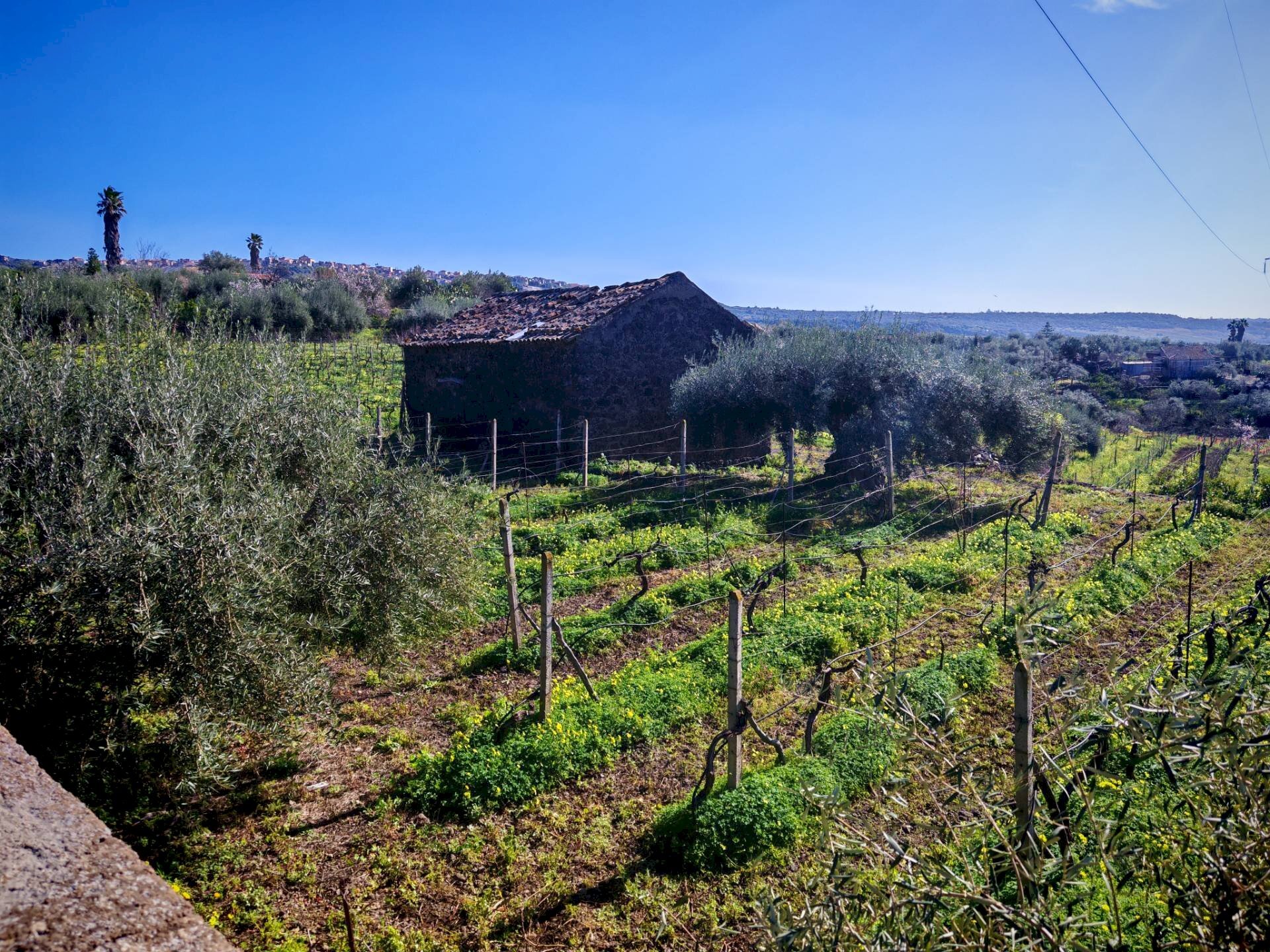 Foto 1 - Terreno agricolo Santa Maria di Licodia - foto 1