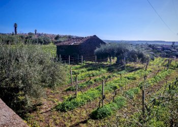 Foto 1 - Terreno agricolo Santa Maria di Licodia - foto 1