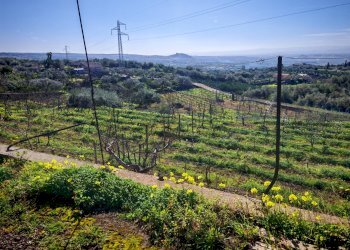 Foto 8 - Terreno agricolo Santa Maria di Licodia - foto 8