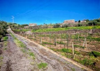 Foto 9 - Terreno agricolo Santa Maria di Licodia - foto 9