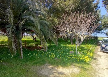 Giardino - Villa Brindisi - foto 15