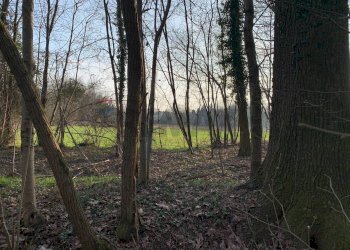 Giardino - Terreno agricolo via Marmolada, Gallarate - foto 13