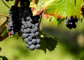 Vista - Rustic Regione Antignano, Alice Bel Colle - photo 2