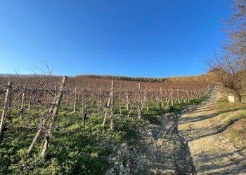 Terreno - Rustic Regione Antignano, Alice Bel Colle - photo 3