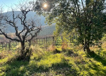 Terreno - Rustic Regione Antignano, Alice Bel Colle - photo 4