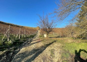 Terreno - Rustic Regione Antignano, Alice Bel Colle - photo 5