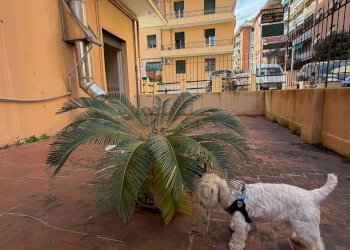 img_0684 - Bilocale via Annibale Passaggi, Genova (zona San Martino) - foto 3