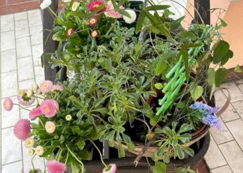 Giardino - Attic Bologna (neighborhood Mazzini) - photo 7