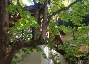 Giardino - Attico Bologna (zona Mazzini) - foto 43
