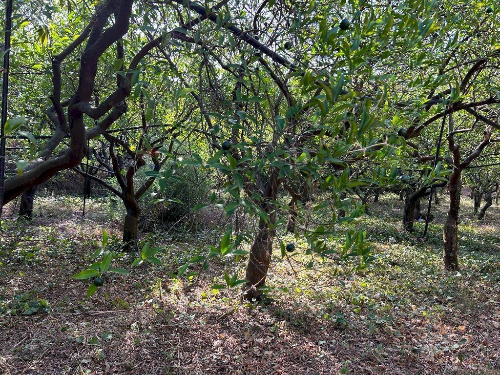 Giardino - Terreno agricolo via francesco cilea, Villabate - foto 2