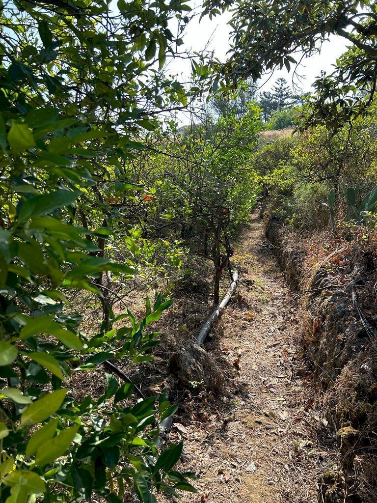 Giardino - Terreno agricolo via francesco cilea, Villabate - foto 3