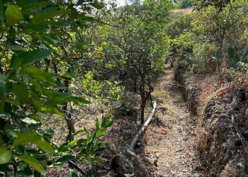 Giardino - Terreno agricolo via francesco cilea, Villabate - foto 3