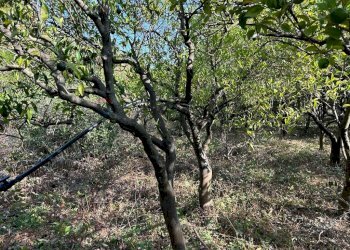 Giardino - Terreno agricolo via francesco cilea, Villabate - foto 5