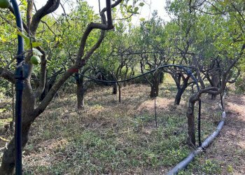 Giardino - Terreno agricolo via francesco cilea, Villabate - foto 6