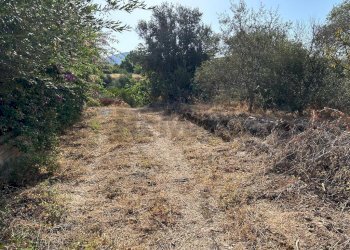 Giardino - Terreno agricolo via francesco cilea, Villabate - foto 7