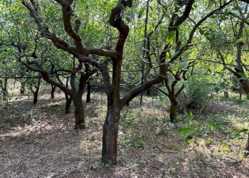Giardino - Terreno agricolo via francesco cilea, Villabate - foto 8