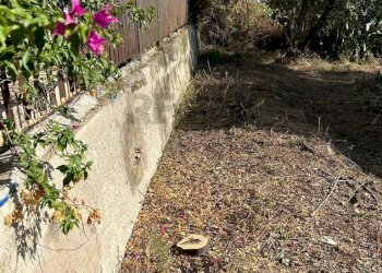 Giardino - Terreno agricolo via francesco cilea, Villabate - foto 9