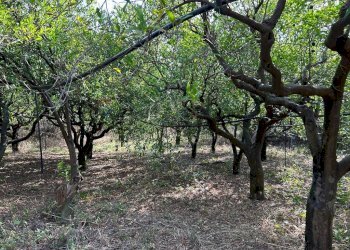 Giardino - Terreno agricolo via francesco cilea, Villabate - foto 10