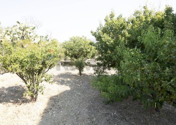 Giardino - Villa Casteldaccia - photo 36