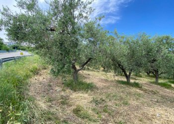 Foto 2 - Terreno agricolo Contrada Strane
 
snc, Cupello - foto 2