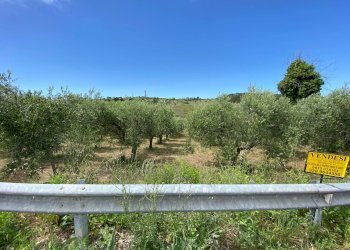 Foto 6 - Terreno agricolo Contrada Strane
 
snc, Cupello - foto 6