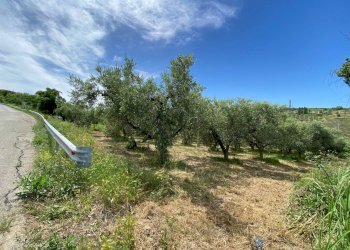 Foto 7 - Terreno agricolo Contrada Strane
 
snc, Cupello - foto 7