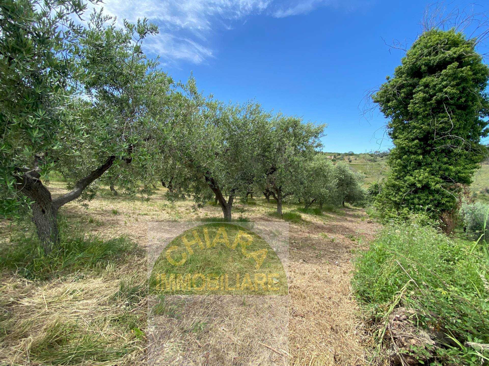 Foto 1 - Terreno agricolo Contrada Strane
 
snc, Cupello - foto 1