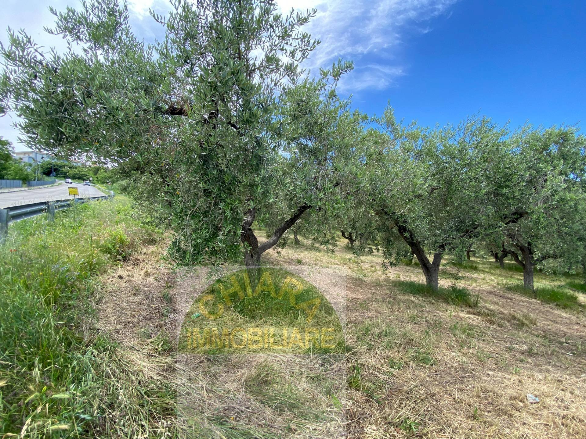 Foto 3 - Terreno agricolo Contrada Strane
 
snc, Cupello - foto 3