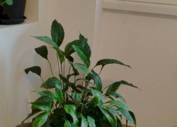 Interno palazzo - Ufficio via della Brunella, 1, Varese - foto 19