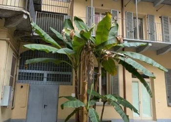 Cortile interno - Two-room apartment via Nizza, 31, Torino (neighborhood San Salvario) - photo 36