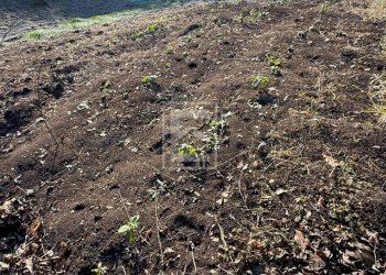 Foto 7 - Agricultural land Via XXV Aprile, Barghe - photo 7