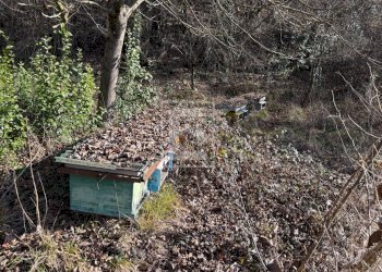 Foto 19 - Agricultural land Via XXV Aprile, Barghe - photo 19