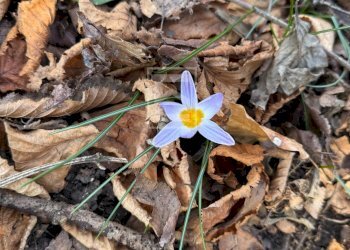 Foto 21 - Agricultural land Via XXV Aprile, Barghe - photo 21