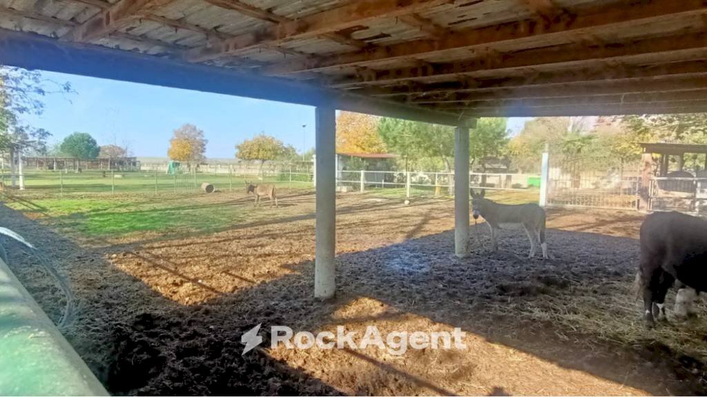 Terreno - Terreno agricolo via Campanella, Suardi - foto 2