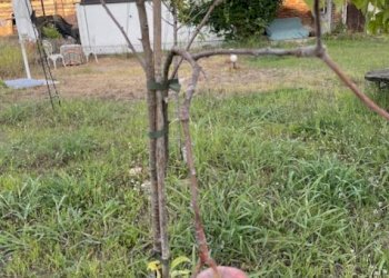 Terreno - Rustic via Colonne, Travacò Siccomario - photo 19