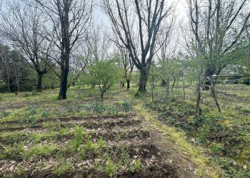 Foto 6 - Terreno edificabile Mercato San Severino - foto 6