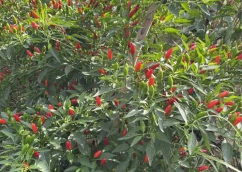 Terreno - Rustic podere santo ottaviano 74, Pomarance - photo 14