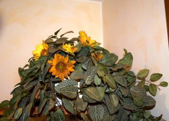 Dettagli - Trilocale VIA VAL D'OSSOLA
2, Milano - foto 23