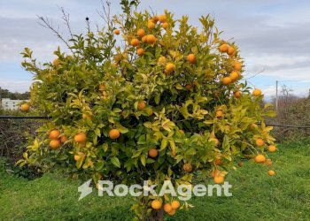 Giardino - Terreno agricolo strada Statale 107 Silana Crotonese, Crotone - foto 5