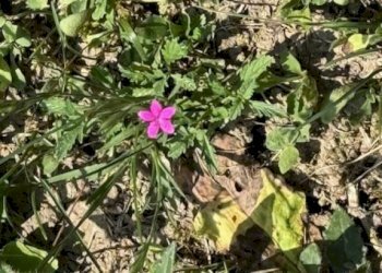 Terreno - Villa LOCALITA' GOTRA, Albareto - photo 16