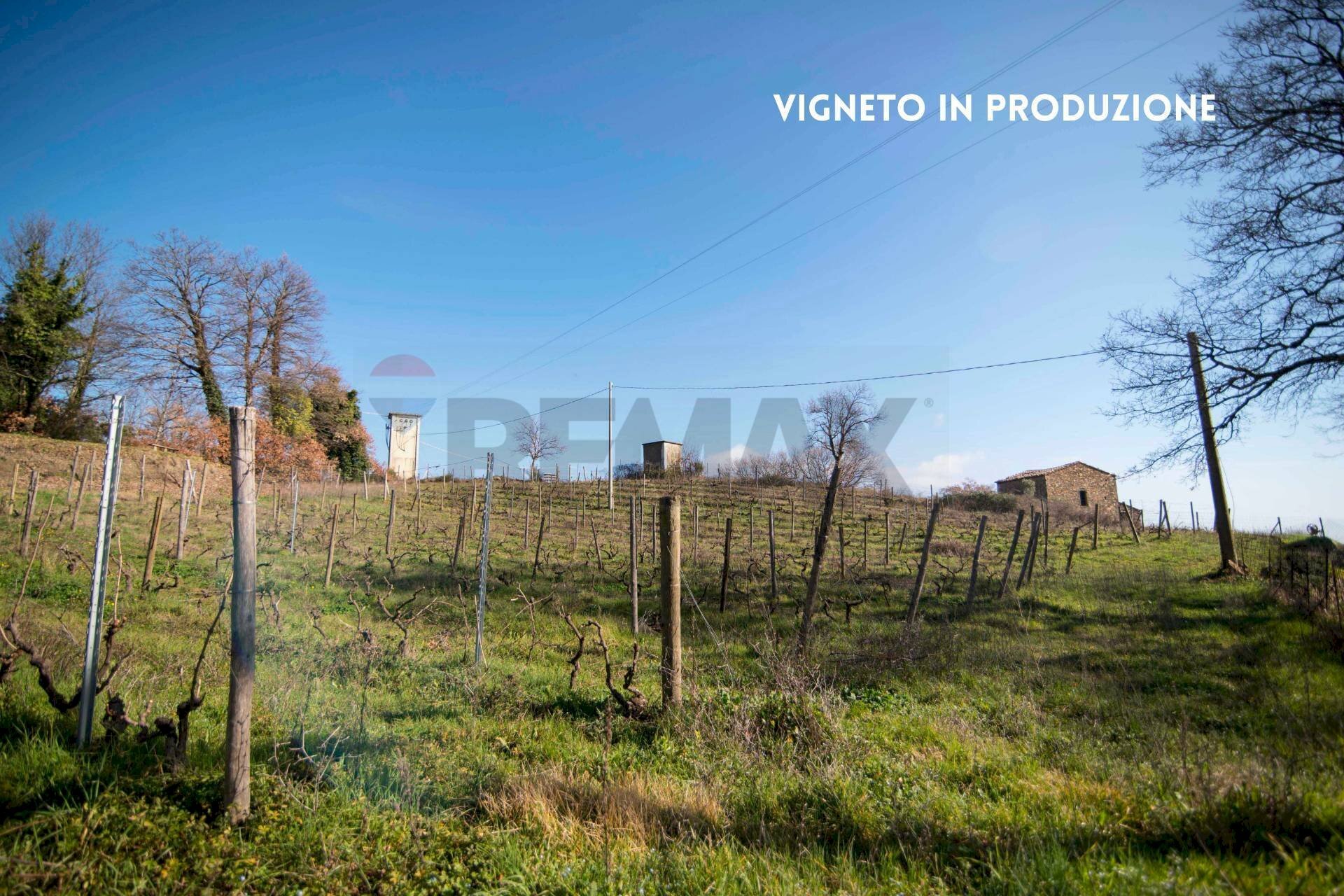 VIGNETO - Rustico LOC. CASA CINCIGLIANO
 
SNC, Roccastrada - foto 3